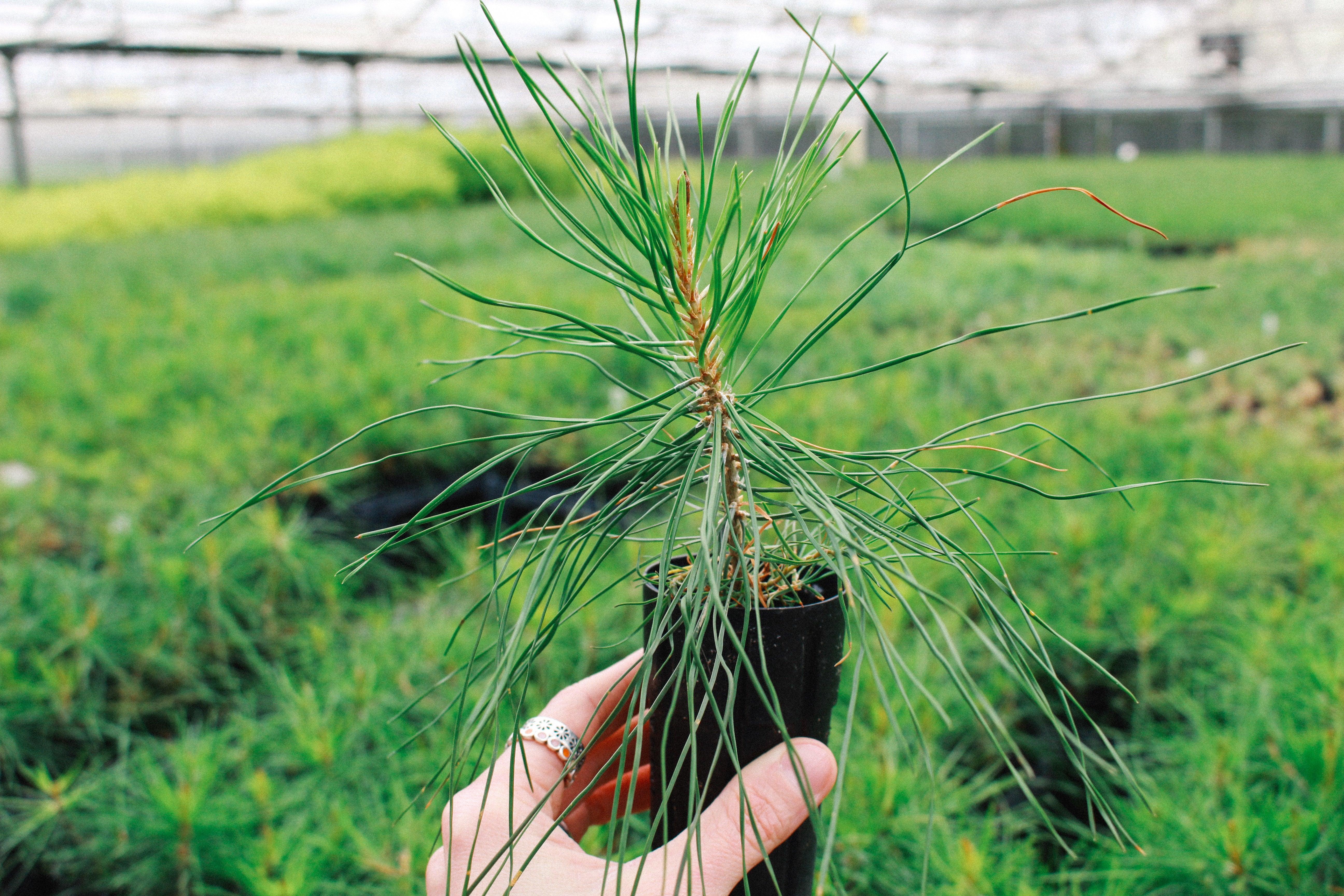 Portofino Gin Albero da piantare dono One Tree Planted riforestazione