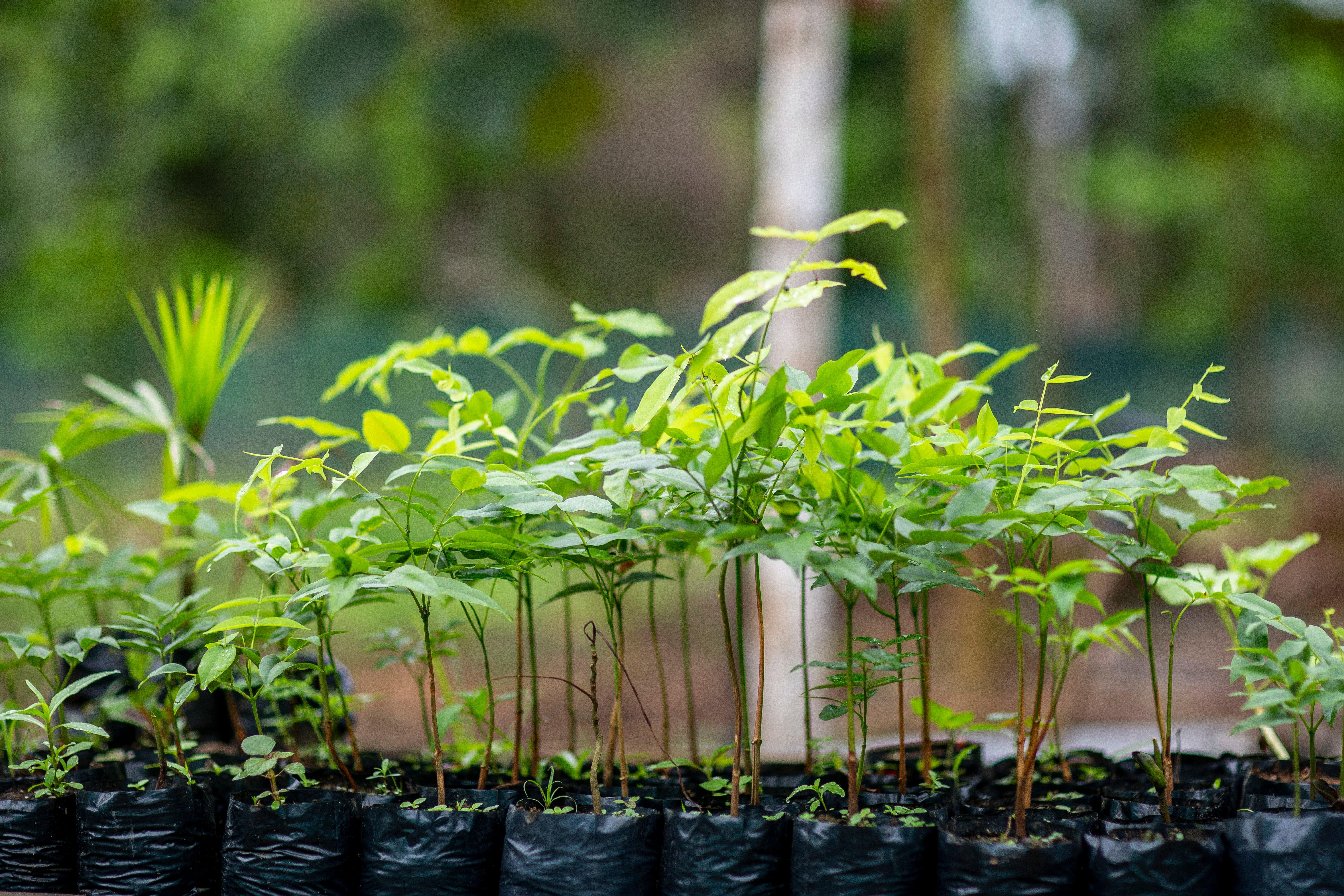 Portofino Gin Albero da piantare dono One Tree Planted riforestazione