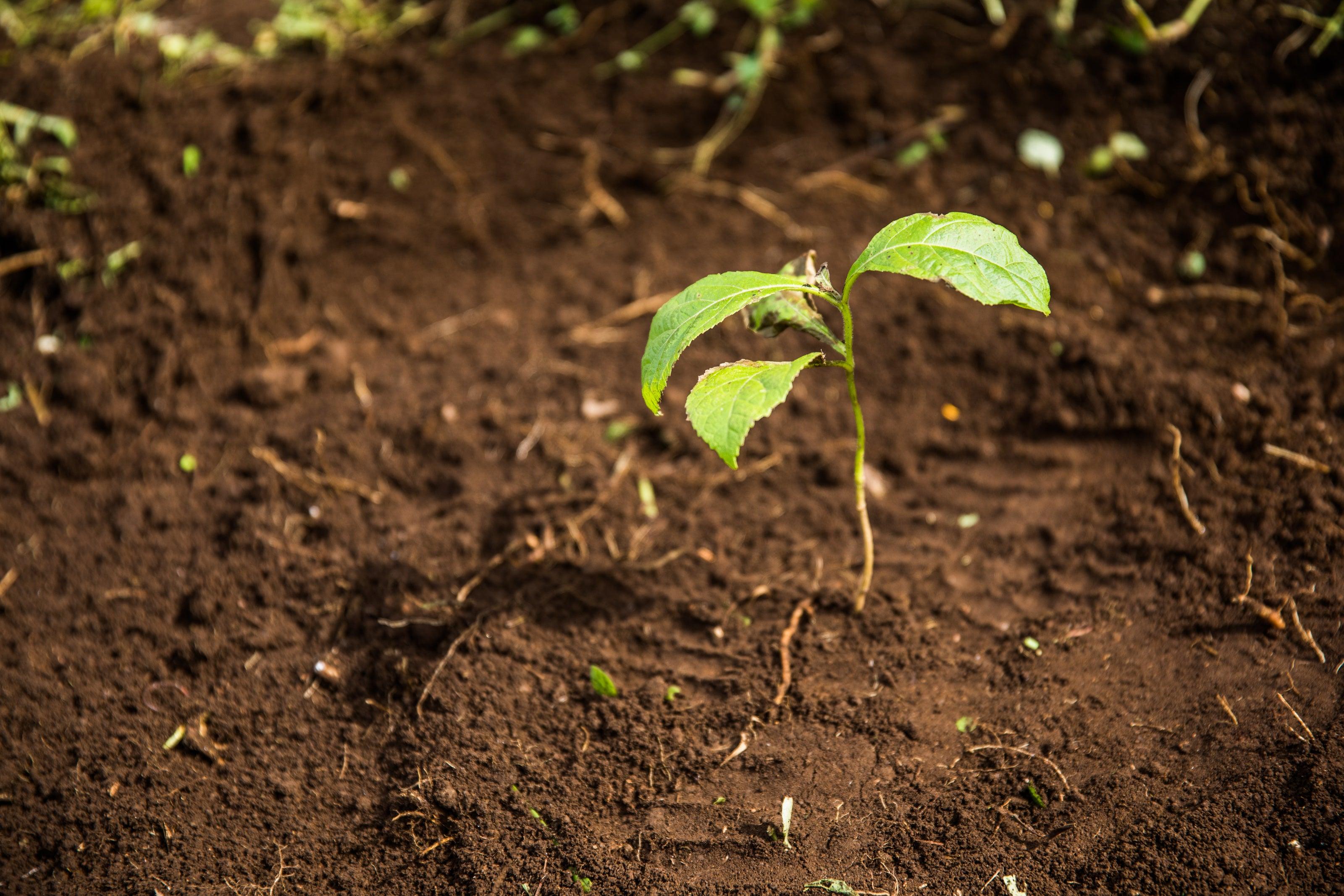 Portofino Gin Albero da piantare dono One Tree Planted riforestazione